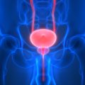 Human Urinary System Bladder Anatomy